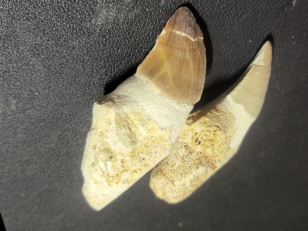 Authentic Mosasaur Tooth Fossil Lot (2 Pieces) Late Cretaceous Period
