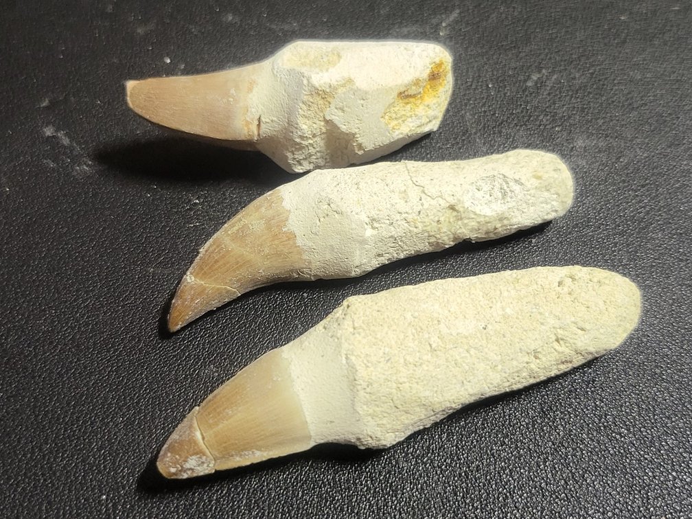 Authentic Mosasaur Tooth Fossil Lot 2 Pieces Late Cretaceous Period