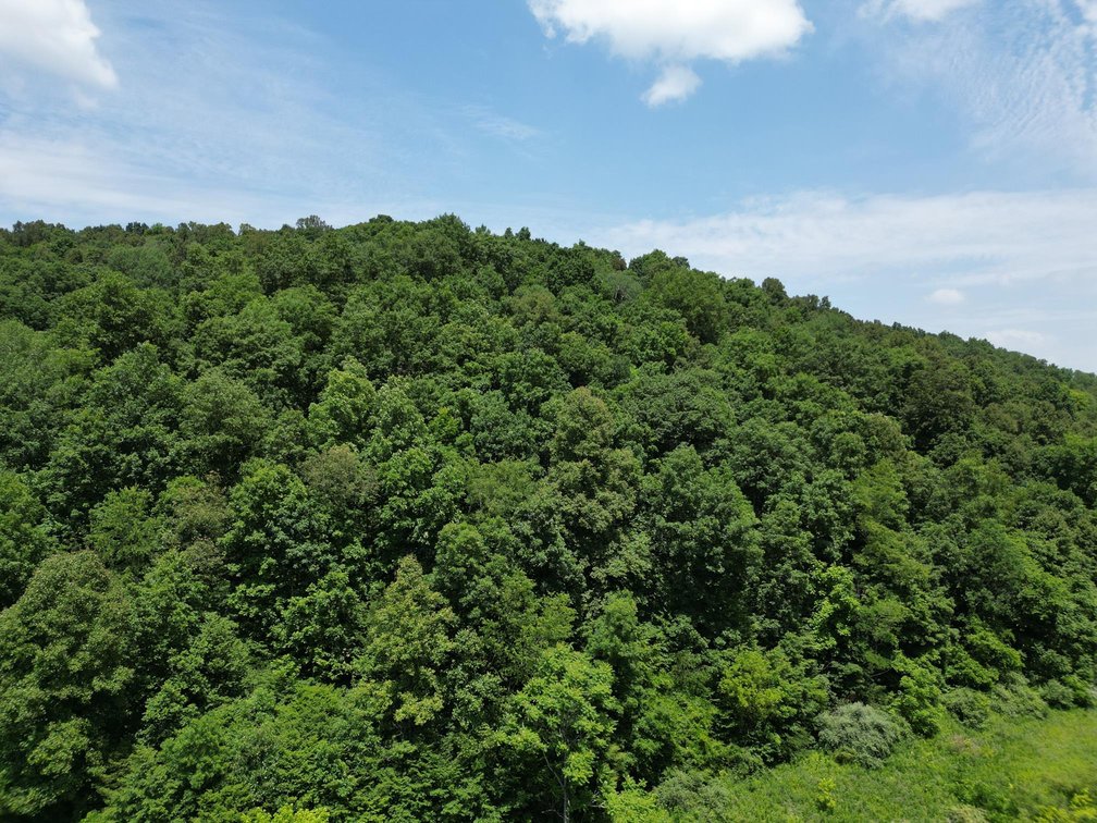 Image for SOLD $66,000 - 43 Acres in Marion County Selling to the Highest Bidder