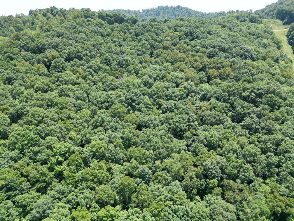 Image for SOLD $66,000 - 43 Acres in Marion County Selling to the Highest Bidder