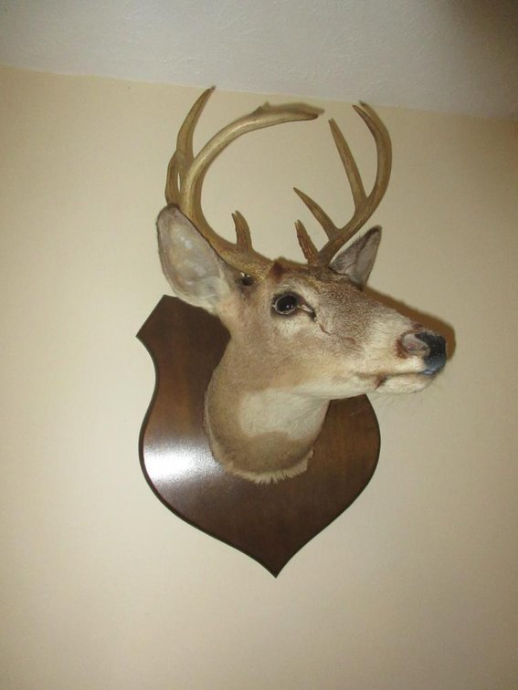 Deer mount