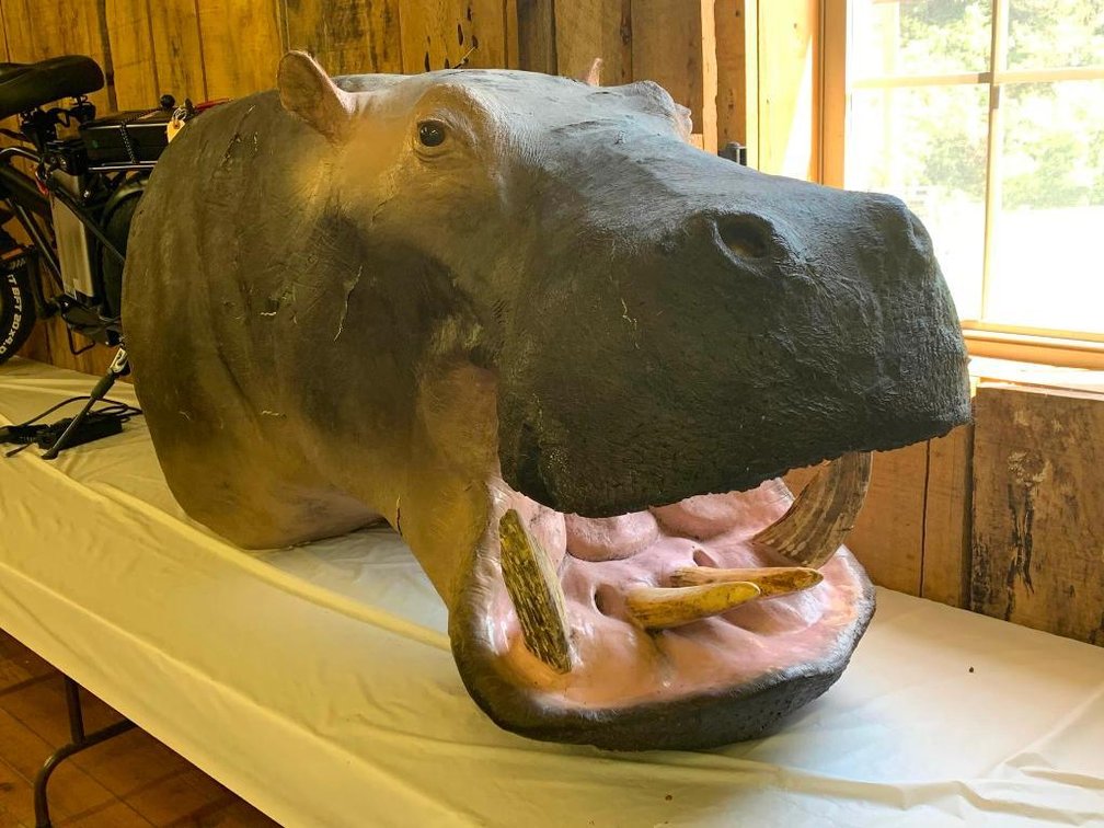 Mounted Hippo head