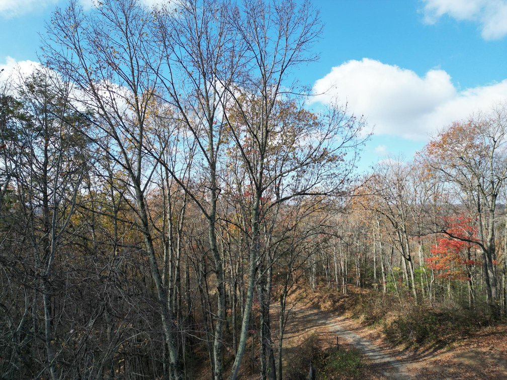 Image for SOLD $148,500 - 68 Acres near Hatfield & McCoy Trails Selling to the Highest Bidder