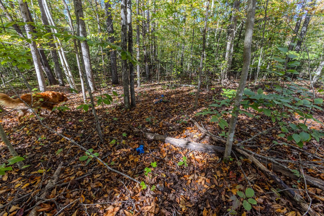 Image for SOLD $93,500 - 13 Acres Adjacent to the New River Gorge
