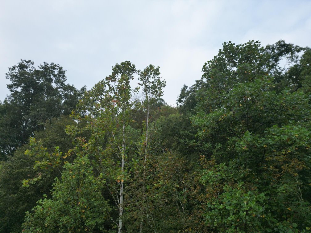 Image for SOLD $82,500 - 100 Recently Surveyed Acres in Boone County Selling to the Highest Bidder