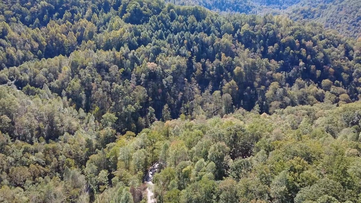 Image for SOLD $156,750 -  227 Acres of Prime Timber and Hunting Land in Mingo County Selling to the Highest Bidder