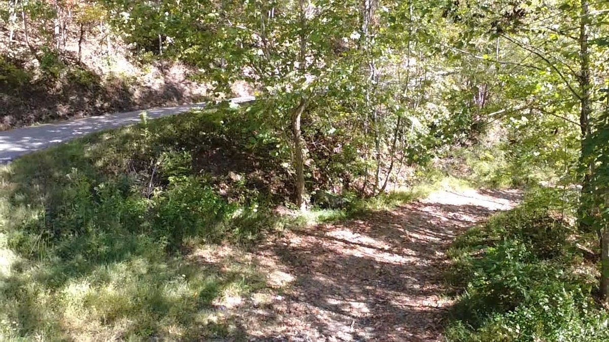 Image for SOLD $156,750 -  227 Acres of Prime Timber and Hunting Land in Mingo County Selling to the Highest Bidder