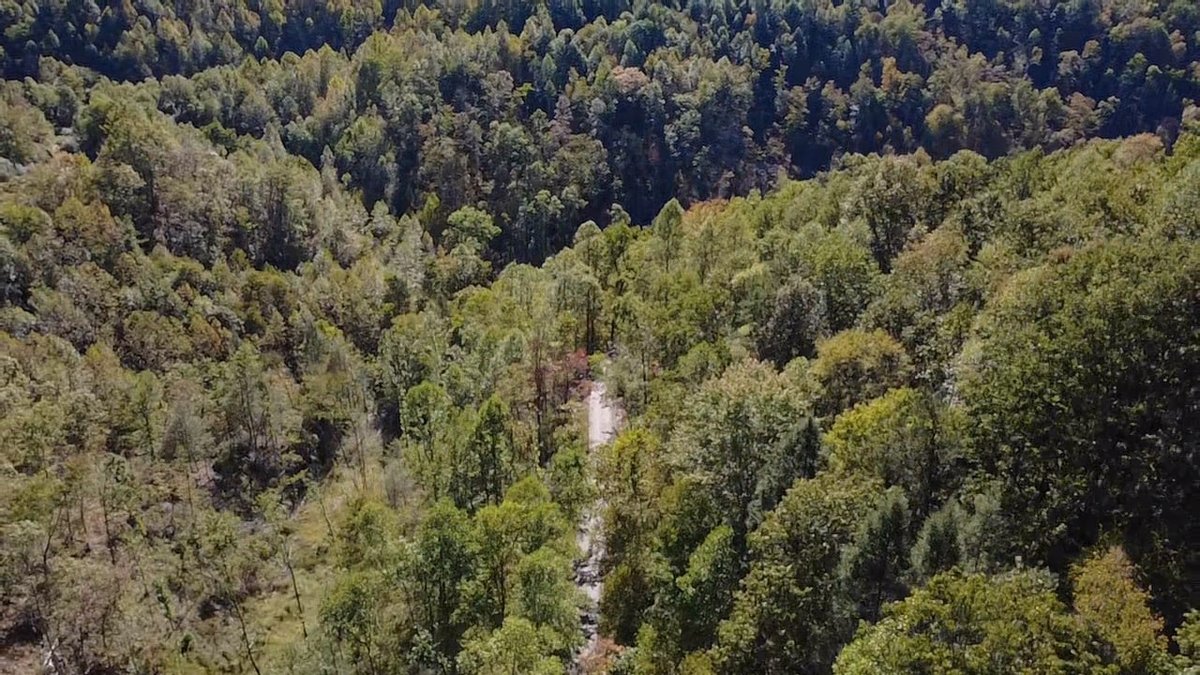 Image for SOLD $156,750 -  227 Acres of Prime Timber and Hunting Land in Mingo County Selling to the Highest Bidder