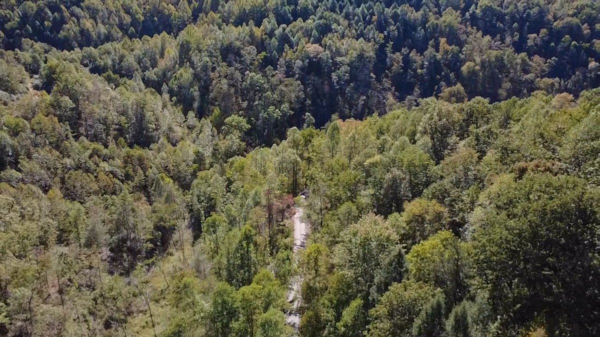 Image for SOLD $156,750 -  227 Acres of Prime Timber and Hunting Land in Mingo County Selling to the Highest Bidder