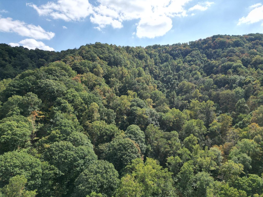 Image for SOLD $225,500 - 220 Recently Surveyed Acres in Boone County Selling to the Highest Bidder