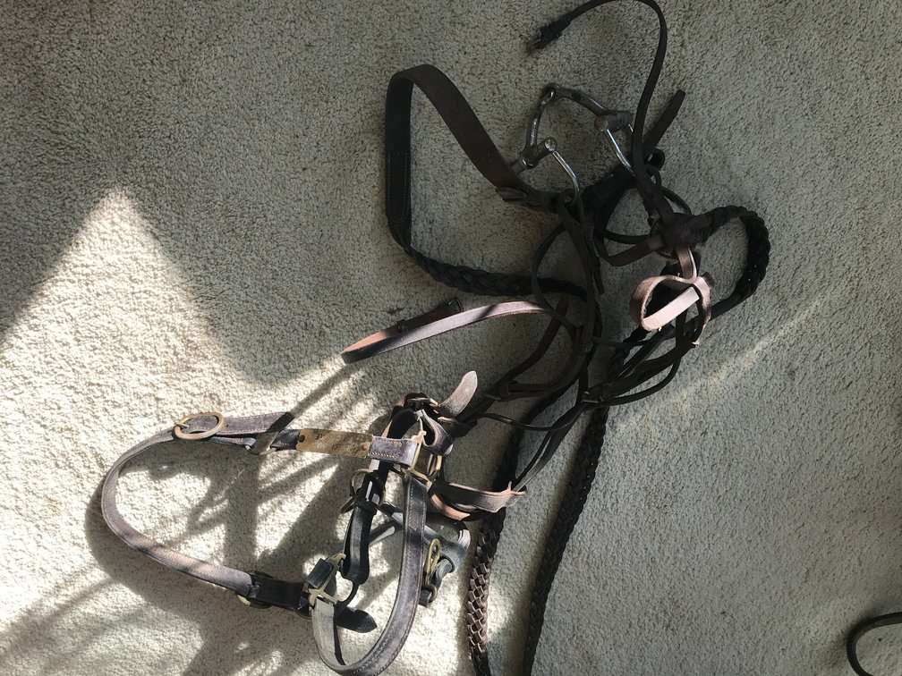 1 Halter and 1 bridle