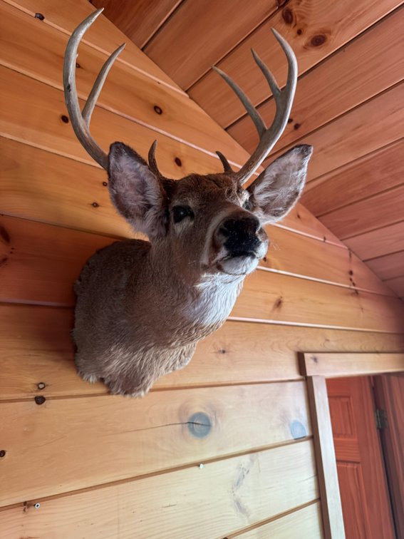 Taxidermy deer head