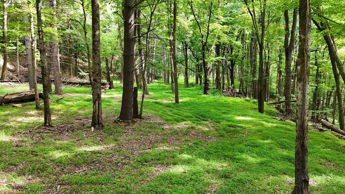 Image for SOLD $979,000 - 4 Bedroom on 23 Acres in Morgantown Selling to the Highest Bidder