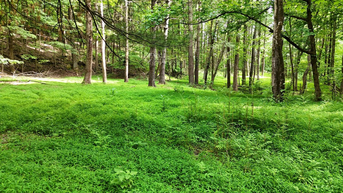 Image for SOLD $979,000 - 4 Bedroom on 23 Acres in Morgantown Selling to the Highest Bidder