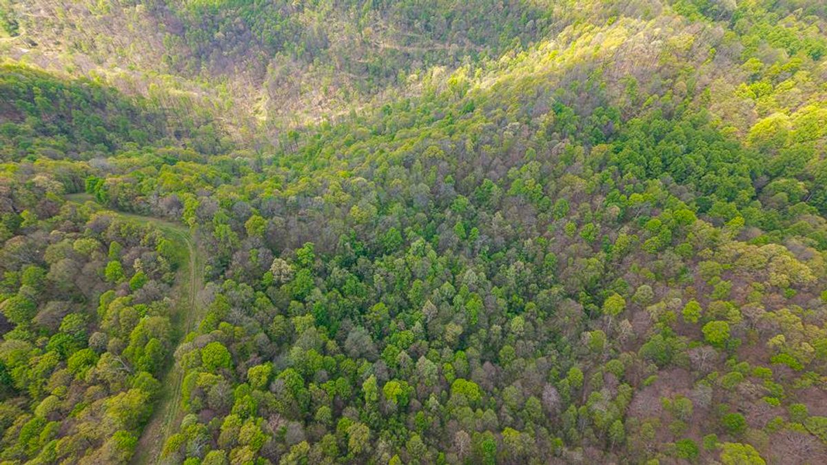 Image for SOLD $385,000 - Impressive Cabin with Guest House on 46 Acres in Harrison County