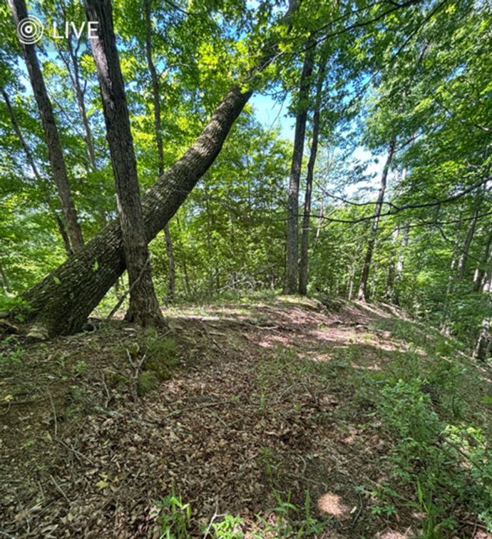 Image for SOLD $23,375 - 19 Recreational Acres near Charleston with Streams, Trails, & Wildlife