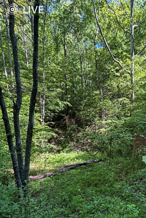 Image for SOLD $23,375 - 19 Recreational Acres near Charleston with Streams, Trails, & Wildlife