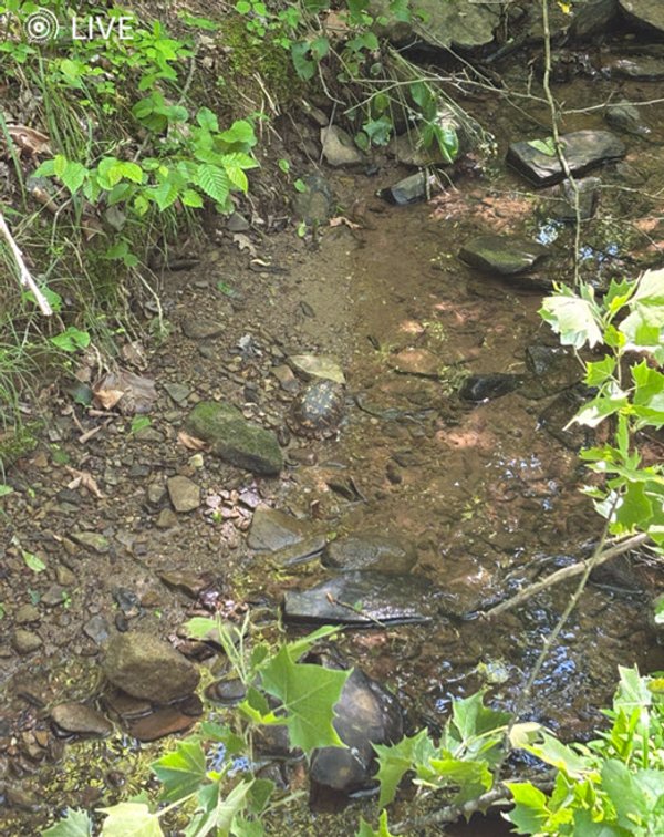 Image for SOLD $23,375 - 19 Recreational Acres near Charleston with Streams, Trails, & Wildlife