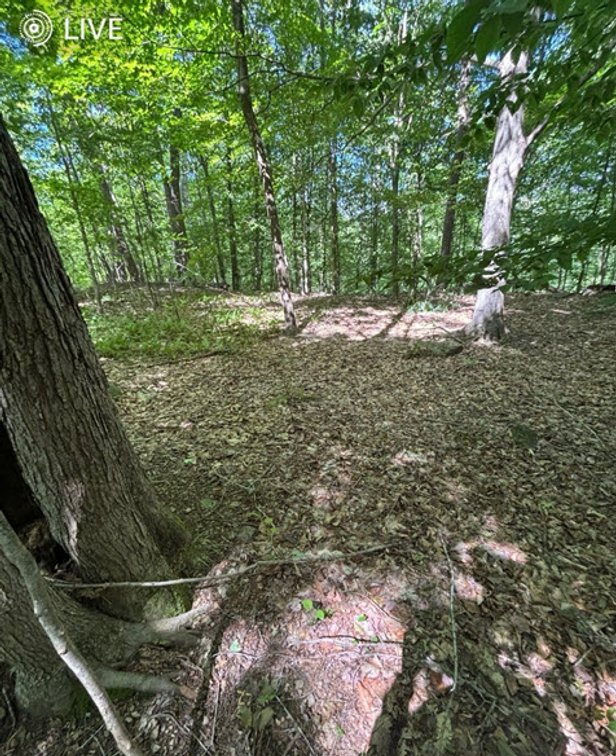 Image for SOLD $23,375 - 19 Recreational Acres near Charleston with Streams, Trails, & Wildlife
