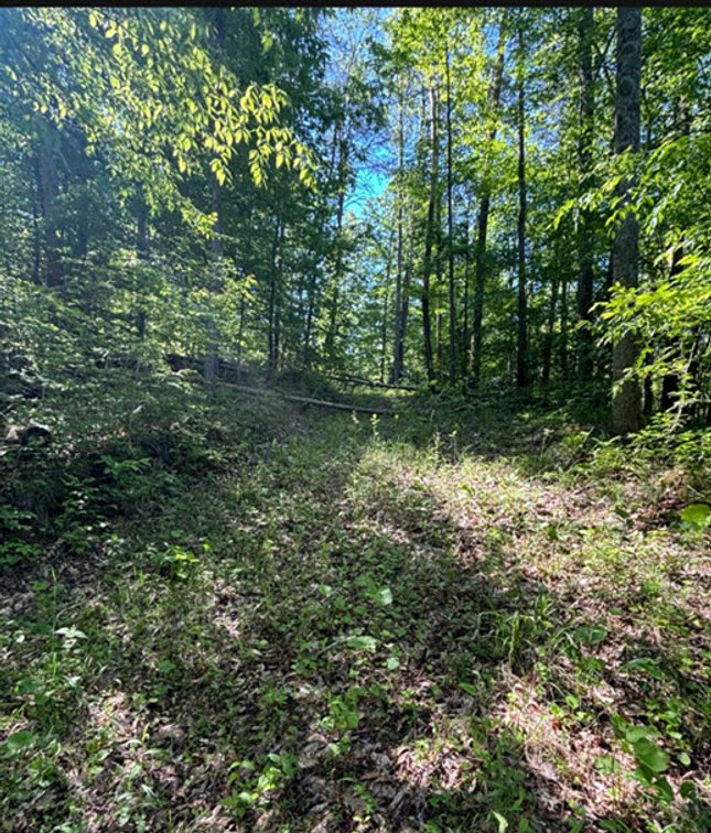 Image for SOLD $23,375 - 19 Recreational Acres near Charleston with Streams, Trails, & Wildlife