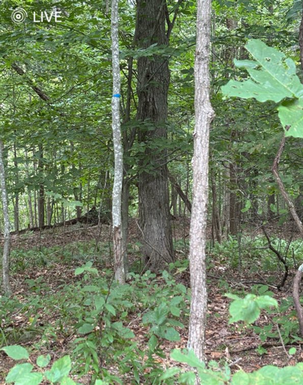 Image for SOLD $23,375 - 19 Recreational Acres near Charleston with Streams, Trails, & Wildlife
