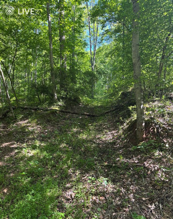 Image for SOLD $23,375 - 19 Recreational Acres near Charleston with Streams, Trails, & Wildlife
