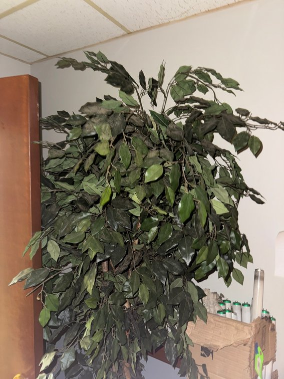 Artificial Silk Ficus Tree