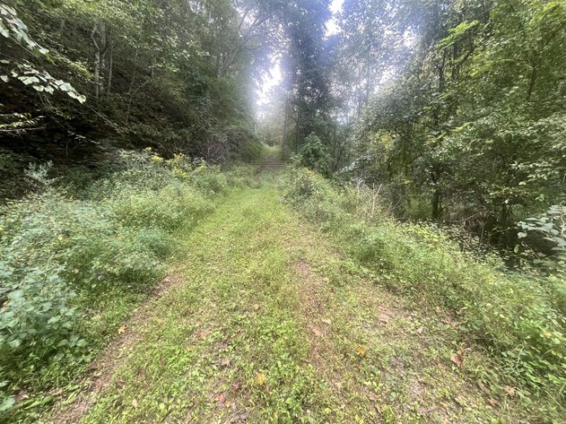 Image for 60 Acres with Mineral Interests & Timber Near Charleston