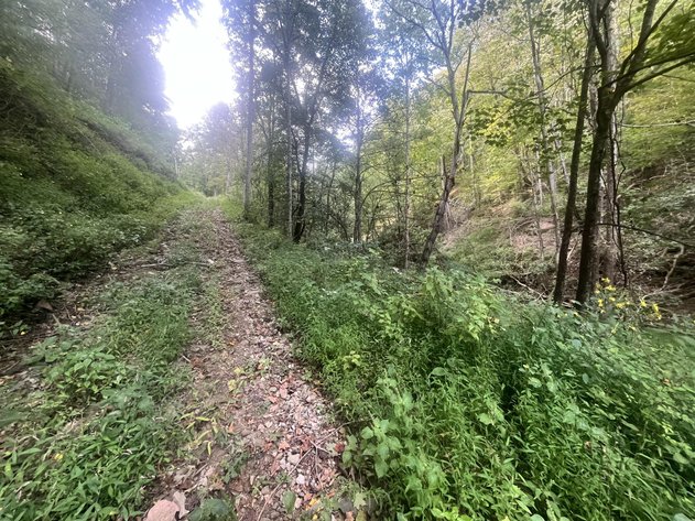 Image for 60 Acres with Mineral Interests & Timber Near Charleston