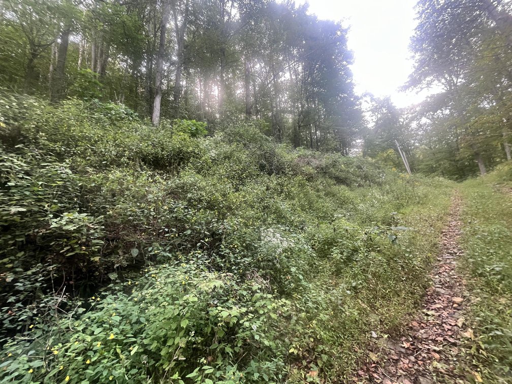 Image for 60 Acres with Mineral Interests & Timber Near Charleston