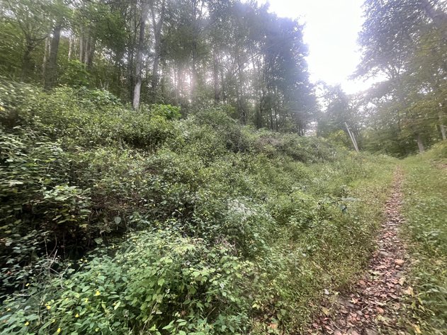 Image for 60 Acres with Mineral Interests & Timber Near Charleston