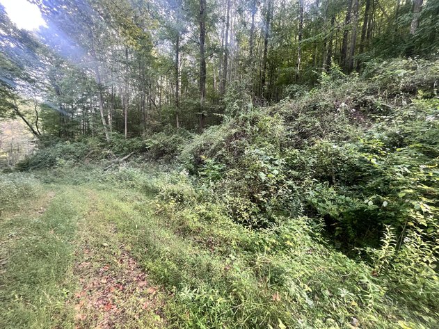 Image for 60 Acres with Mineral Interests & Timber Near Charleston