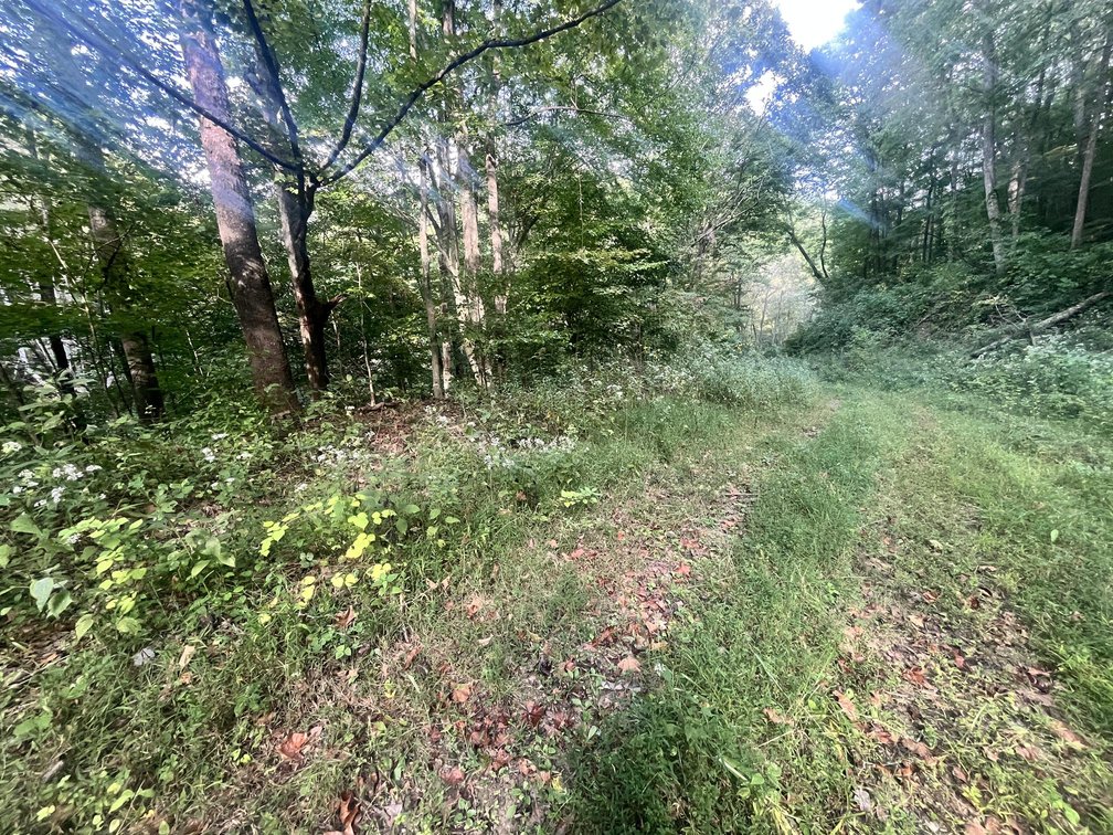 Image for 60 Acres with Mineral Interests & Timber Near Charleston