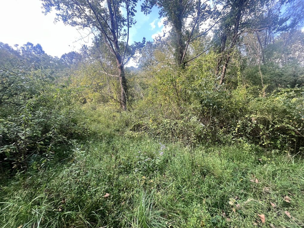 Image for 60 Acres with Mineral Interests & Timber Near Charleston