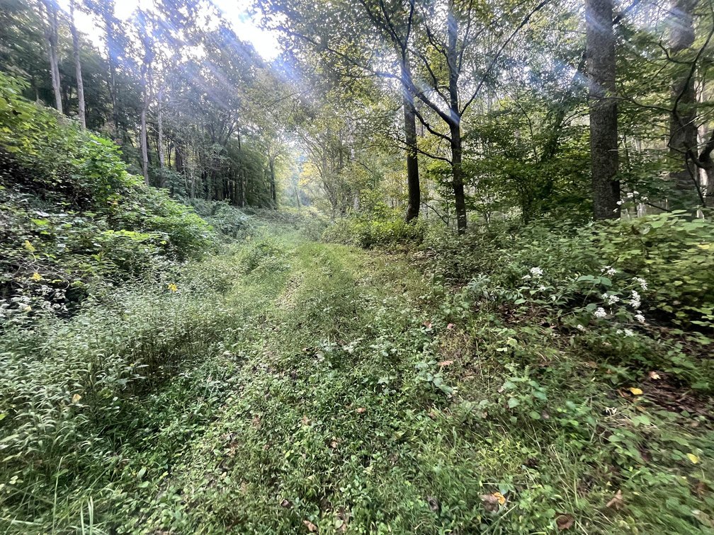 Image for 60 Acres with Mineral Interests & Timber Near Charleston