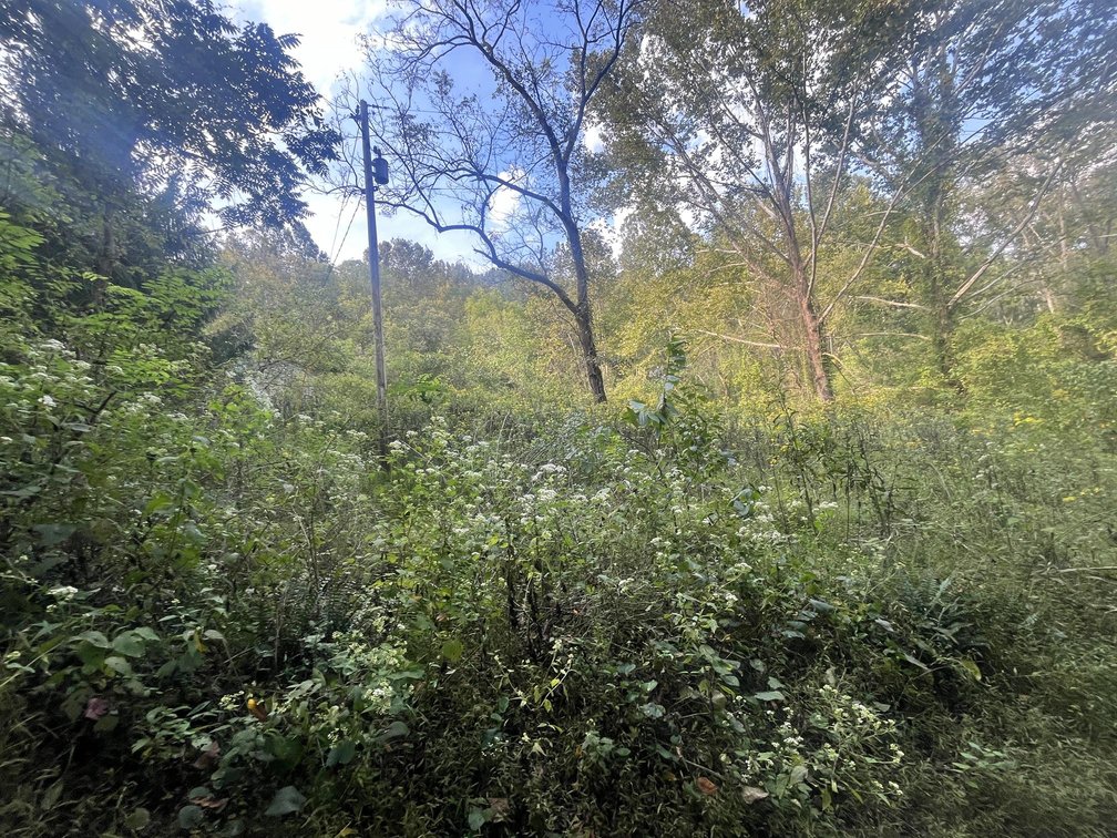Image for 60 Acres with Mineral Interests & Timber Near Charleston