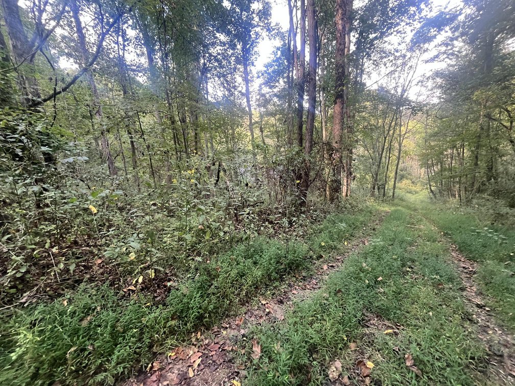 Image for 60 Acres with Mineral Interests & Timber Near Charleston