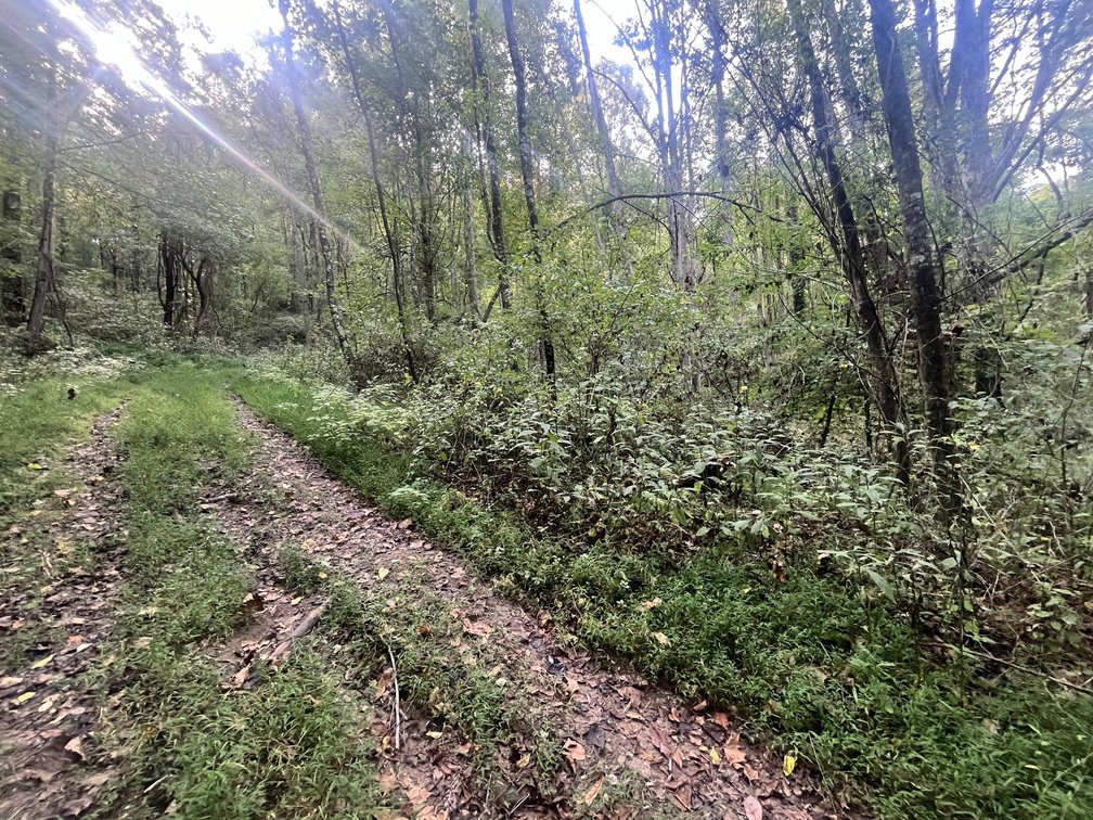 Image for 60 Acres with Mineral Interests & Timber Near Charleston