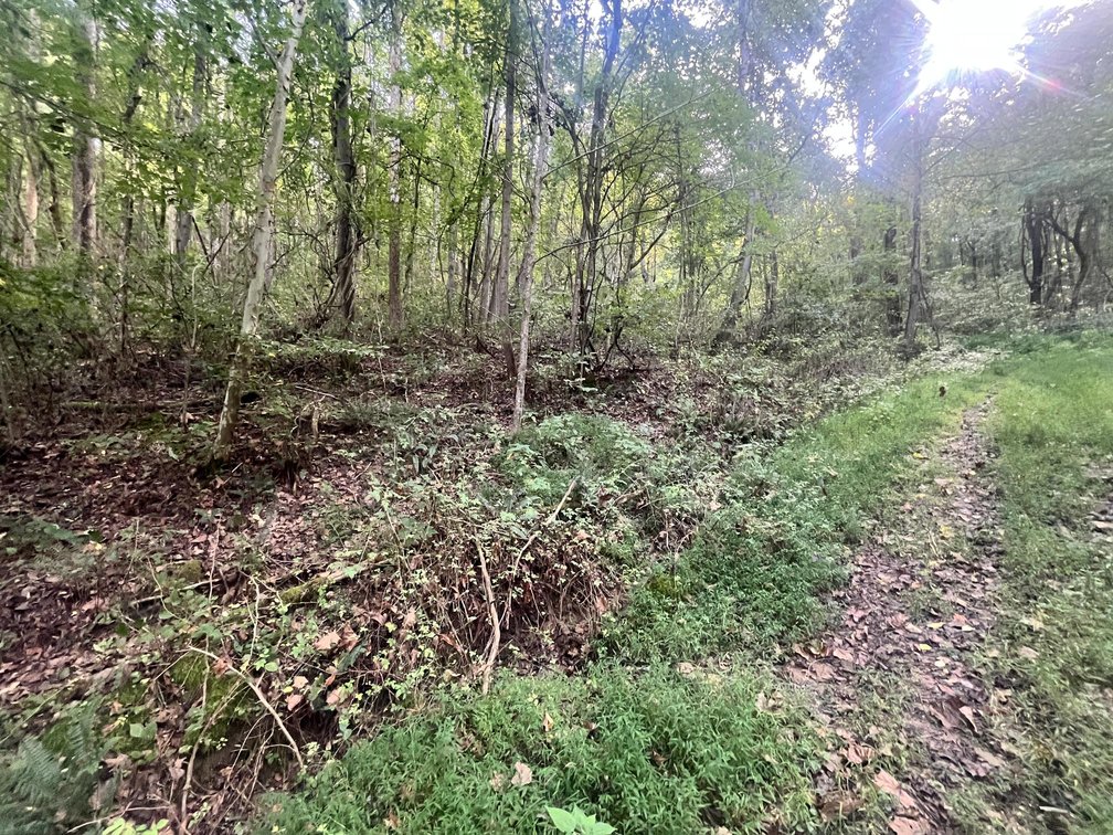 Image for 60 Acres with Mineral Interests & Timber Near Charleston