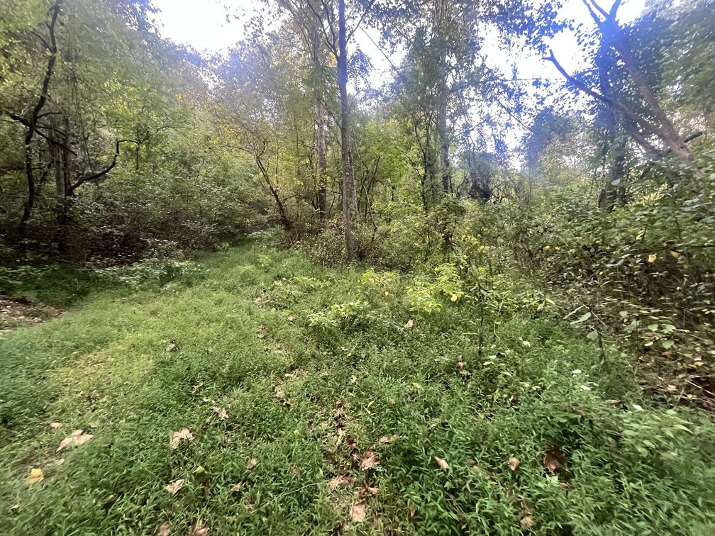 Image for 60 Acres with Mineral Interests & Timber Near Charleston
