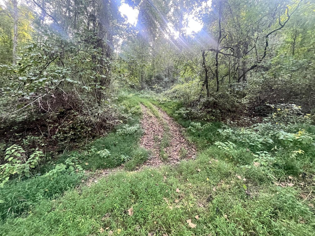 Image for 60 Acres with Mineral Interests & Timber Near Charleston