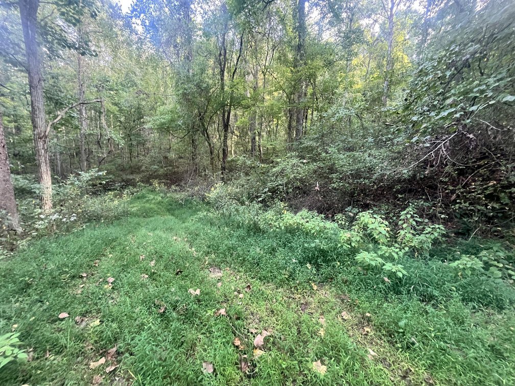 Image for 60 Acres with Mineral Interests & Timber Near Charleston