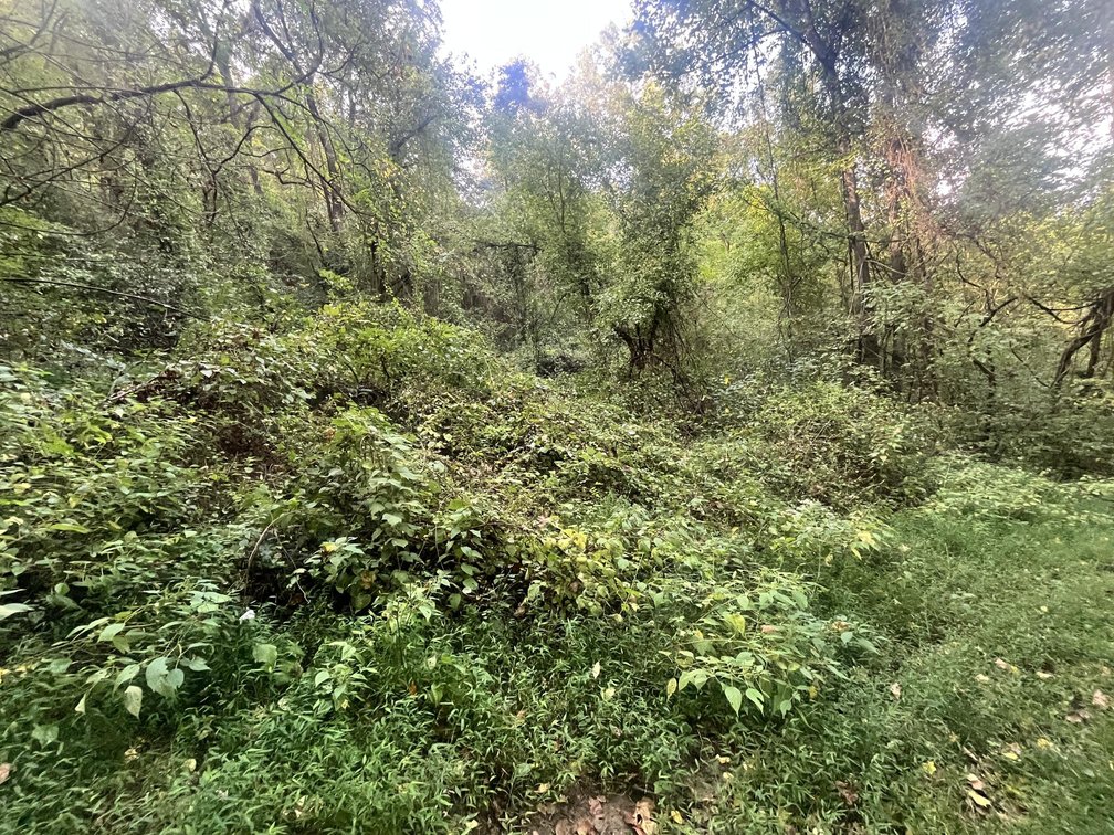 Image for 60 Acres with Mineral Interests & Timber Near Charleston