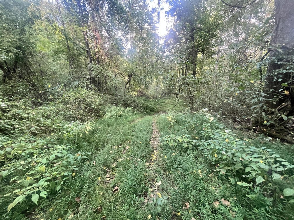 Image for 60 Acres with Mineral Interests & Timber Near Charleston