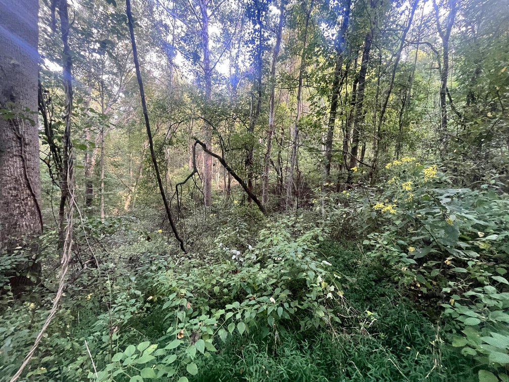 Image for 60 Acres with Mineral Interests & Timber Near Charleston