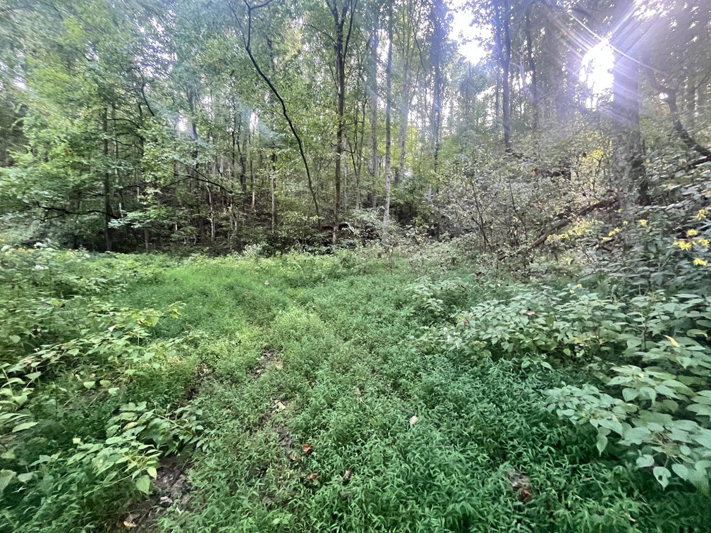 Image for 60 Acres with Mineral Interests & Timber Near Charleston