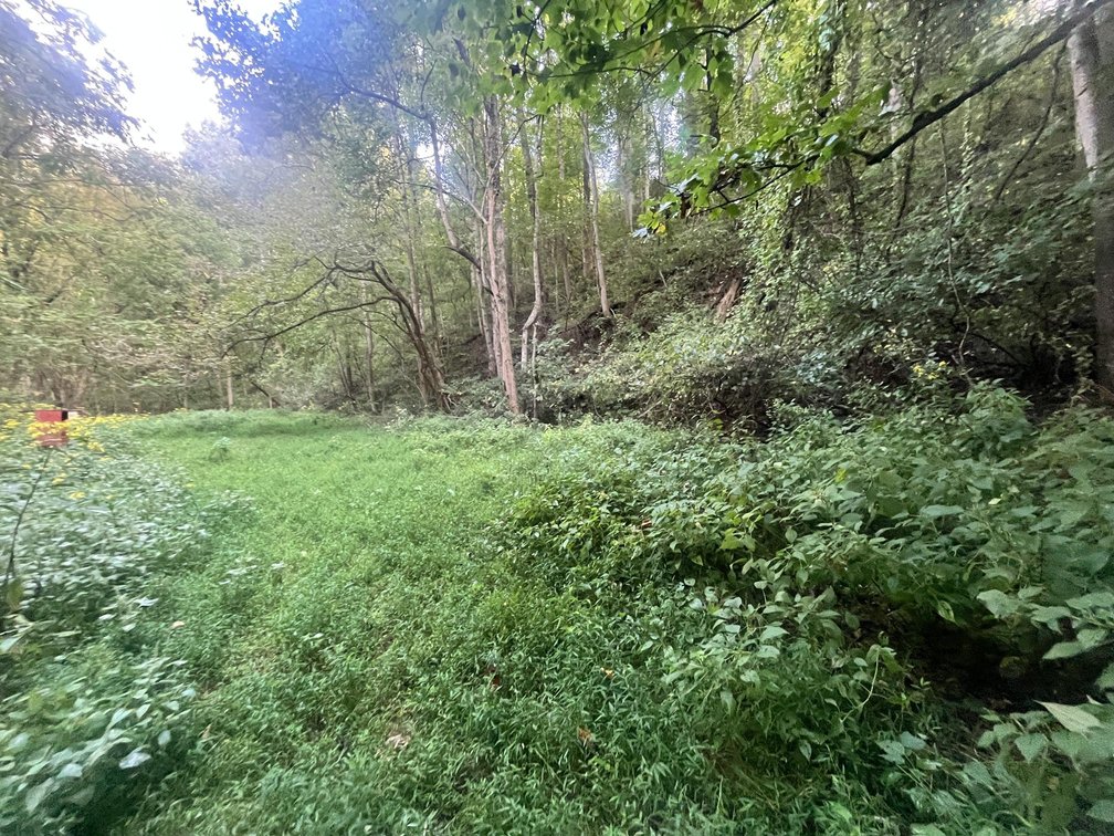 Image for 60 Acres with Mineral Interests & Timber Near Charleston