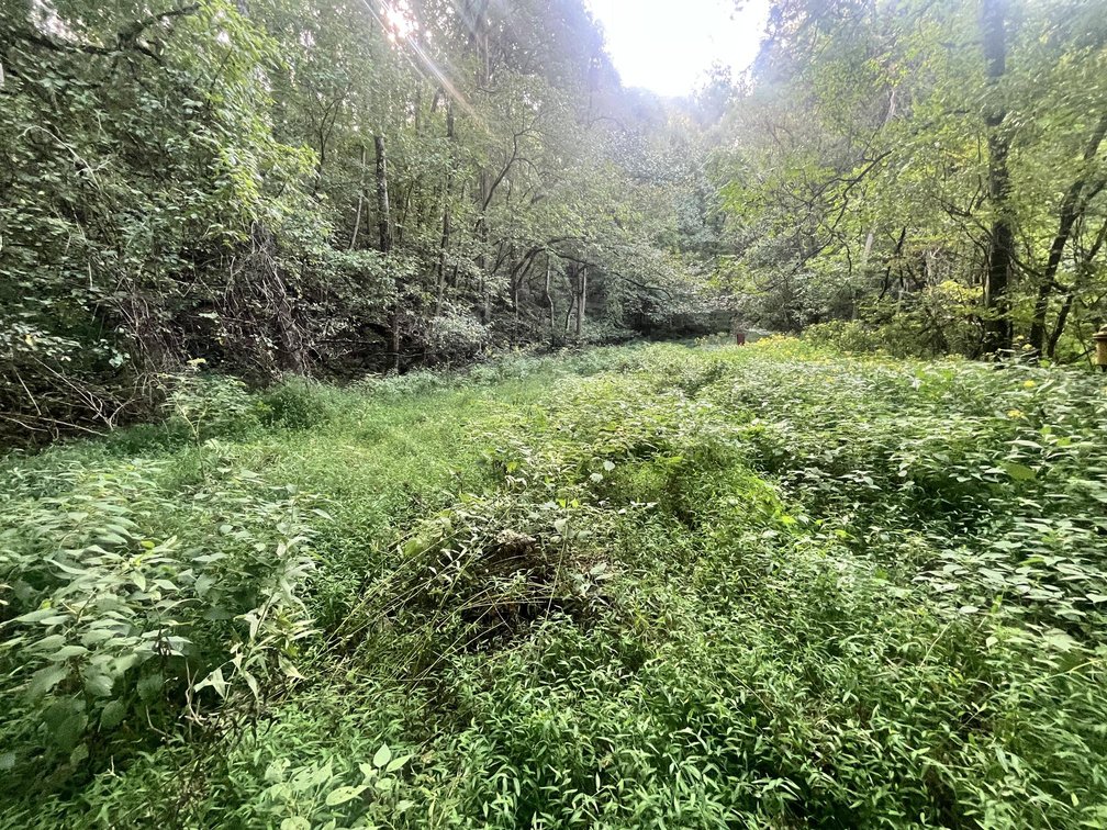 Image for 60 Acres with Mineral Interests & Timber Near Charleston