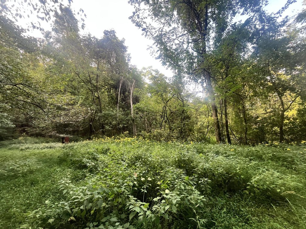 Image for 60 Acres with Mineral Interests & Timber Near Charleston