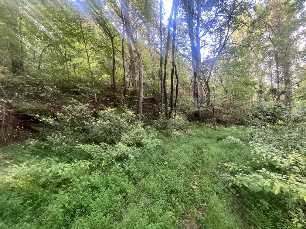 Image for 60 Acres with Mineral Interests & Timber Near Charleston
